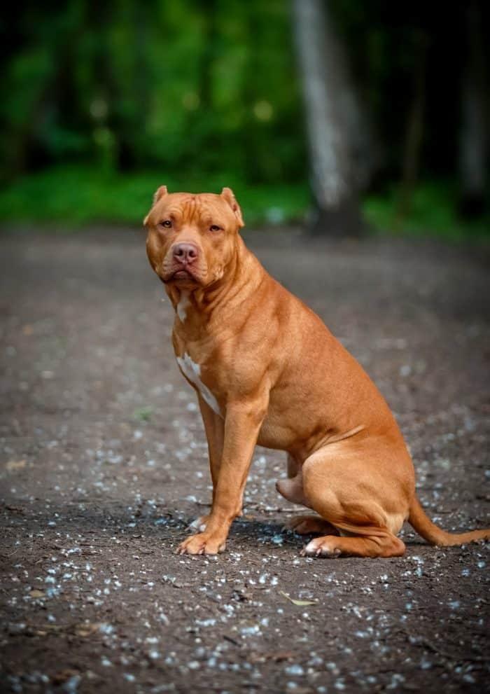 Ο μύθος του δολοφόνου Πίτμπουλ: Αυτή είναι η αλήθεια για την πιο παρεξηγημένη ράτσα σκύλων 6 Μύθοι και αλήθειες για τα Πίτμπουλ: Τι πραγματικά συμβαίνει με την πιο παρεξηγημένη ράτσα σκύλου;