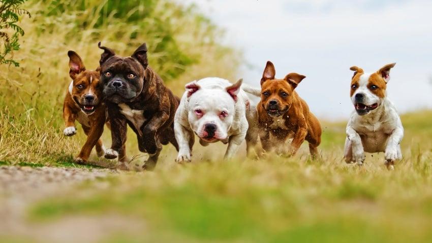 Ο μύθος του δολοφόνου Πίτμπουλ: Αυτή είναι η αλήθεια για την πιο παρεξηγημένη ράτσα σκύλων 7 Μύθοι και αλήθειες για τα Πίτμπουλ: Τι πραγματικά συμβαίνει με την πιο παρεξηγημένη ράτσα σκύλου;