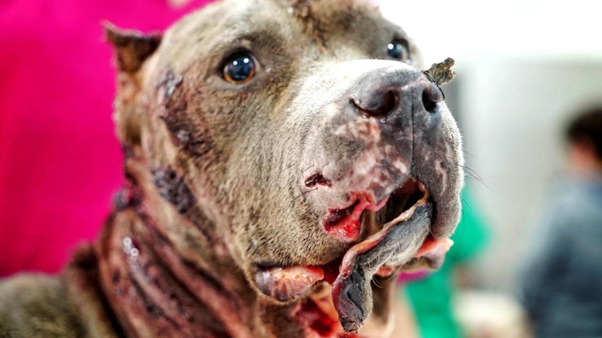 Ο μύθος του δολοφόνου Πίτμπουλ: Αυτή είναι η αλήθεια για την πιο παρεξηγημένη ράτσα σκύλων 8 Μύθοι και αλήθειες για τα Πίτμπουλ: Τι πραγματικά συμβαίνει με την πιο παρεξηγημένη ράτσα σκύλου;