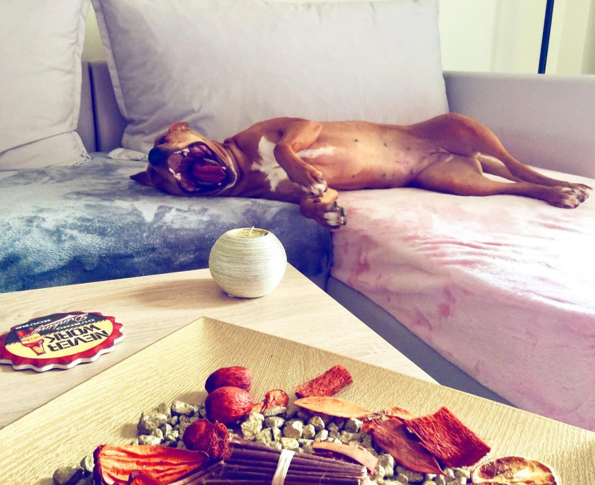 Ο μύθος του δολοφόνου Πίτμπουλ: Αυτή είναι η αλήθεια για την πιο παρεξηγημένη ράτσα σκύλων 9 Μύθοι και αλήθειες για τα Πίτμπουλ: Τι πραγματικά συμβαίνει με την πιο παρεξηγημένη ράτσα σκύλου;