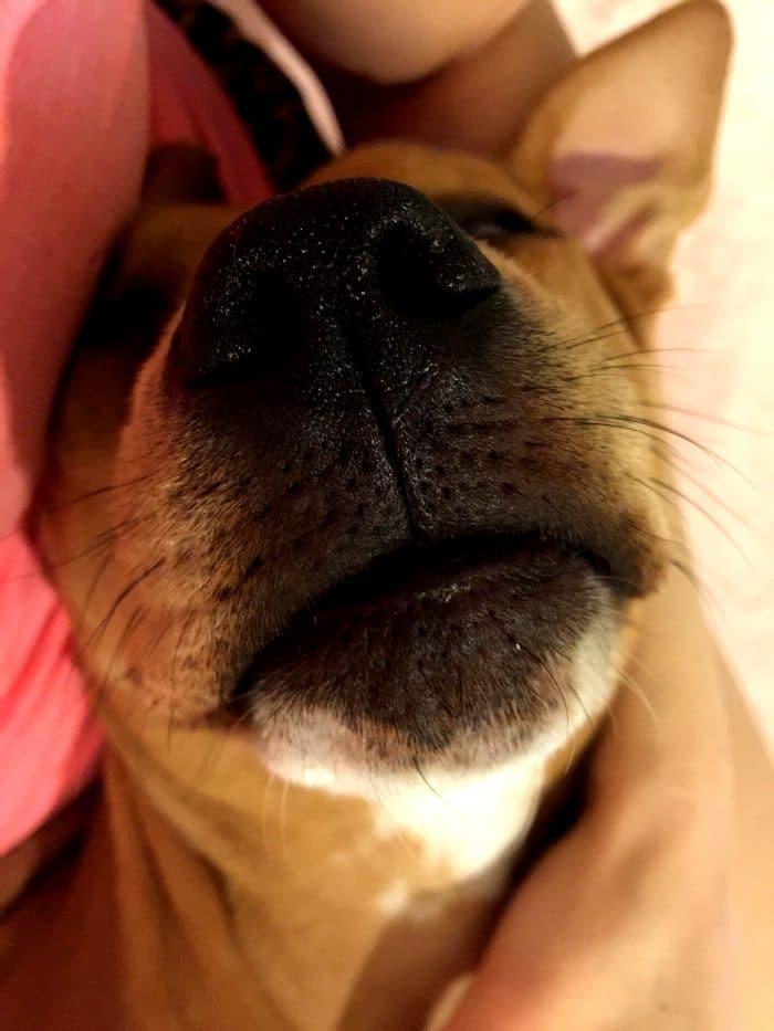 Ο μύθος του δολοφόνου Πίτμπουλ: Αυτή είναι η αλήθεια για την πιο παρεξηγημένη ράτσα σκύλων 11 Μύθοι και αλήθειες για τα Πίτμπουλ: Τι πραγματικά συμβαίνει με την πιο παρεξηγημένη ράτσα σκύλου;