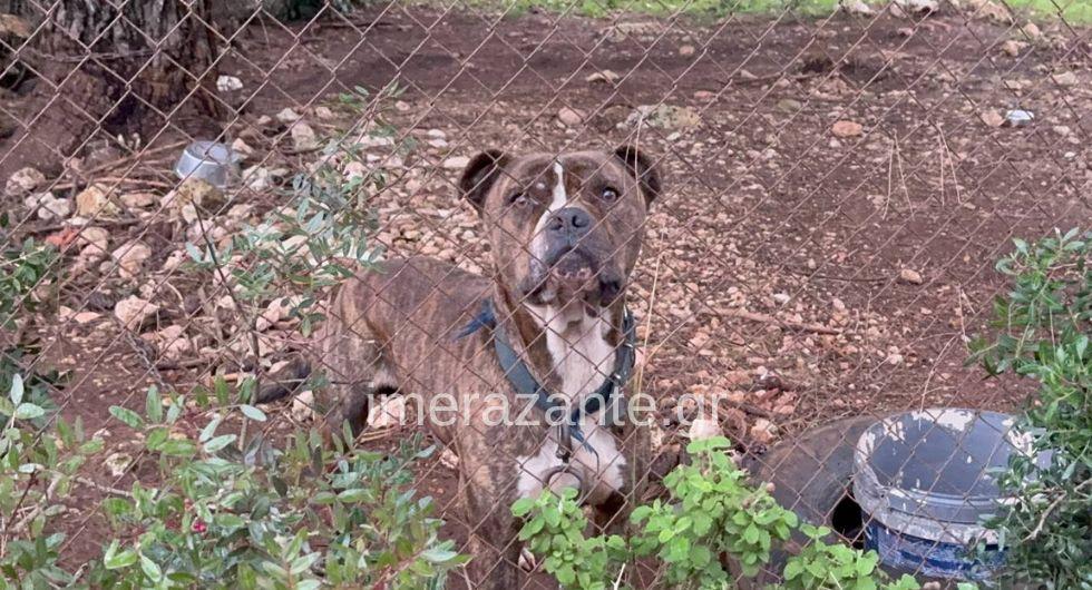 paidi thanatos skyli ag. leontas 1