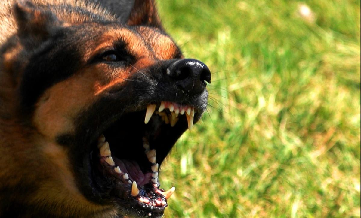 Τι πρέπει να κάνετε σε περίπτωση που σας επιτεθεί ένας σκύλος 1 stigmiotypo othonis 2025 12 07 02.01.19