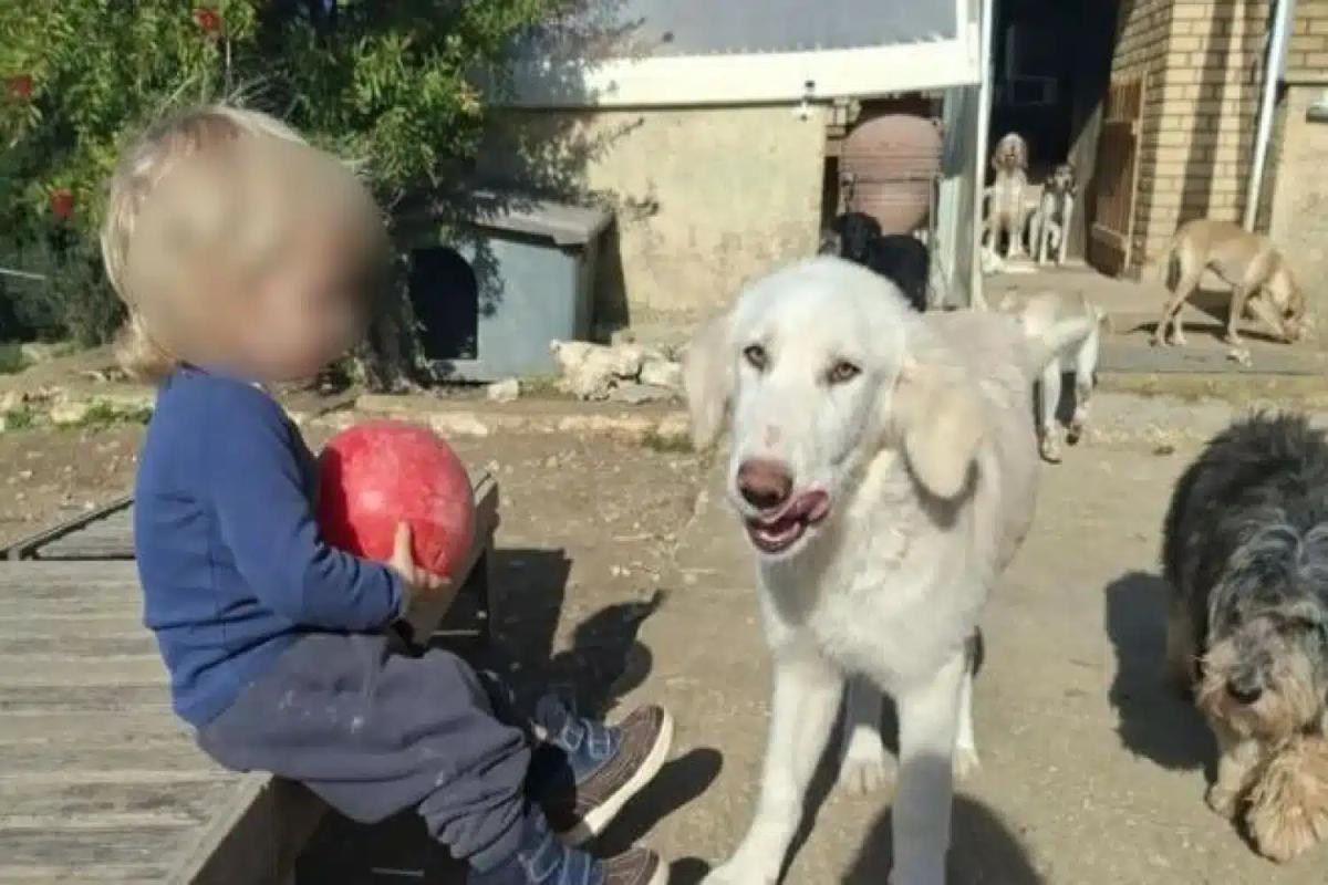 Θρήνος για τον μικρό άγγελο της Ζακύνθου - Αυτός είναι ο λόγος που το πίτμπουλ τον κατασπάραξε και τον σκότωσε 2 dixronos zakynthos skylos 7 12 2025.jpg