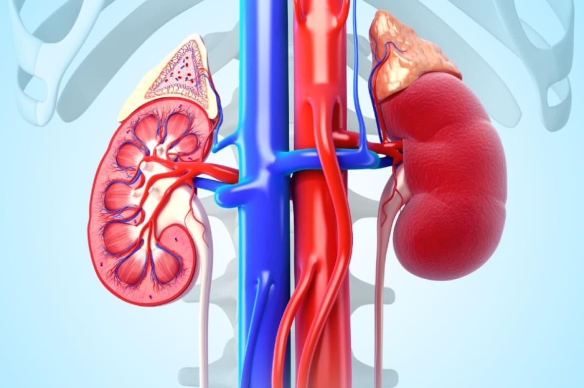 Η νεφρική ανεπάρκεια είναι σιωπηλή, θυμηθείτε να κάνετε αuτό για να την αποτρέψετε 2 dbe05350458c15fa6c802fb686391131 m