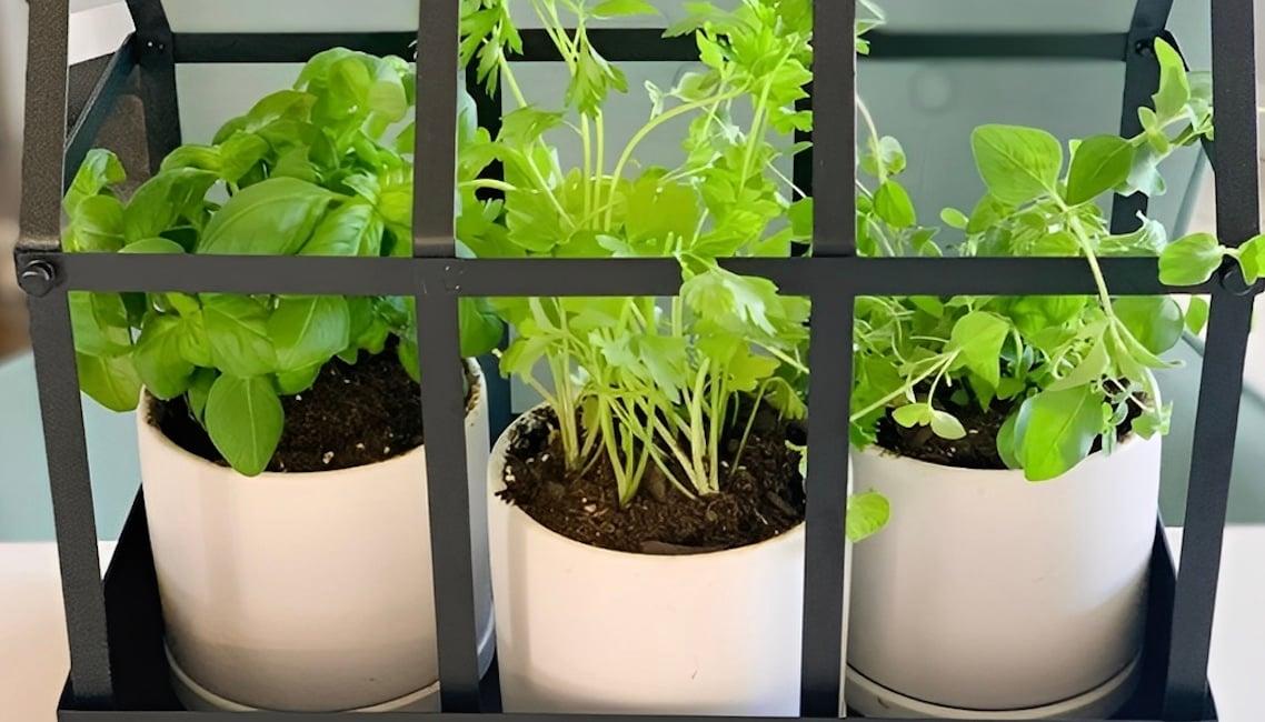 Το δημοφιλές στην ελληνική κουζίνα βότανο, που έχει ισχυρές αντικαρκινικές ιδιότητες – Μελέτες των τελευταίων 10 ετών 1 stigmiotypo othonis 2025 12 08 18.19.58