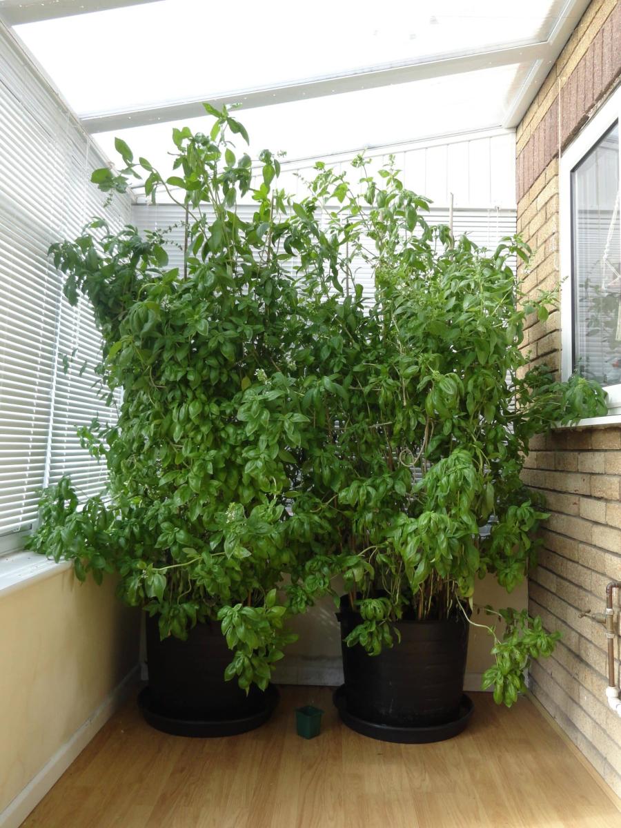 Το δημοφιλές στην ελληνική κουζίνα βότανο, που έχει ισχυρές αντικαρκινικές ιδιότητες – Μελέτες των τελευταίων 10 ετών 2 5igky5fe7ly91 scaled