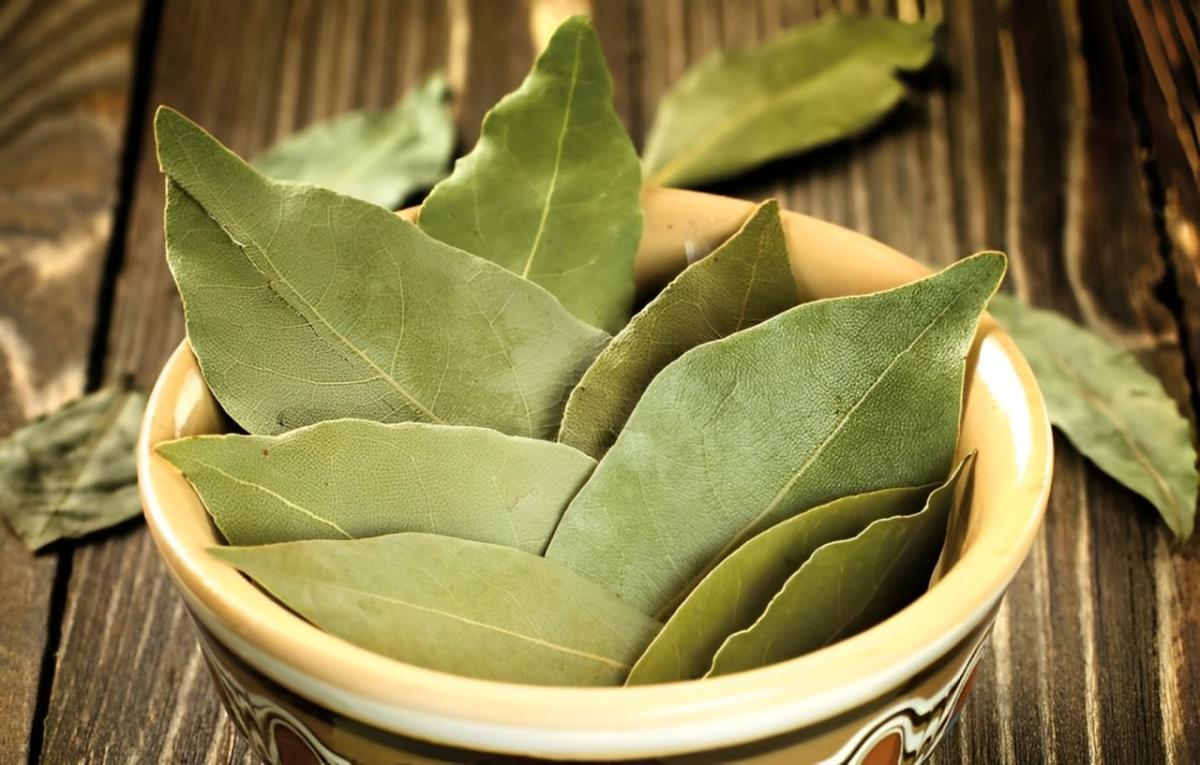 Το «βότανο της χριστιανοσύνης» που αντιμετωπίζει τις πέτρες στα νεφρά και τον διαβήτη και βελτιώνει τη μνήμη 2 444 5