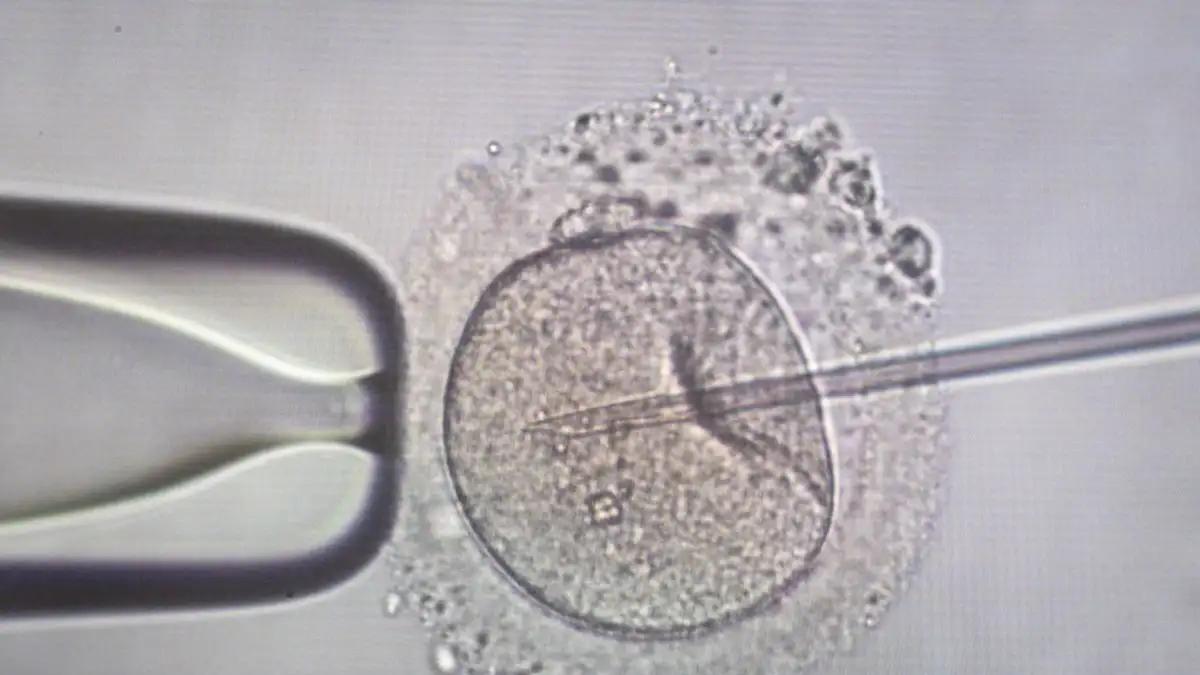 197 παιδιά γεννήθηκαν από σπέρμα δότη με καρκινικό γονίδιο – Χρησιμοποιήθηκε και στην Ελλάδα 1 sperm injection 1200x675 1