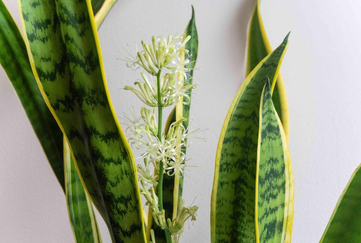 snake plant bloom indoors 7480398 hero 9dead33fb3584cbc9e30b437532c3803 scaled