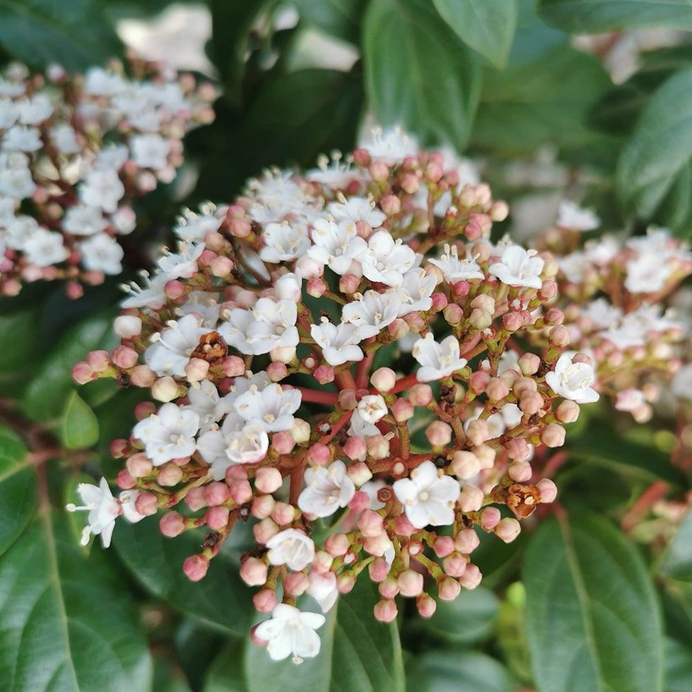 viburnum tinus vivoyrno koino 1