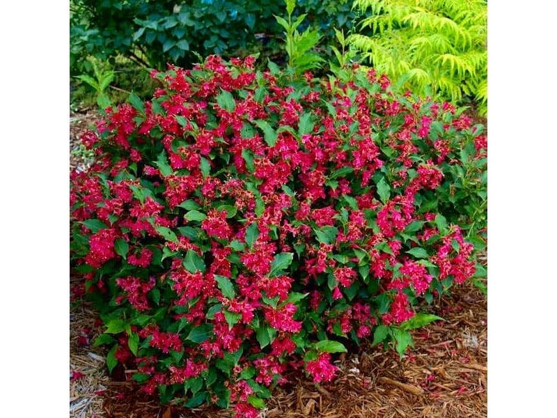 03. anthismenos thamnos beigkelias ston kipo 800x600 1