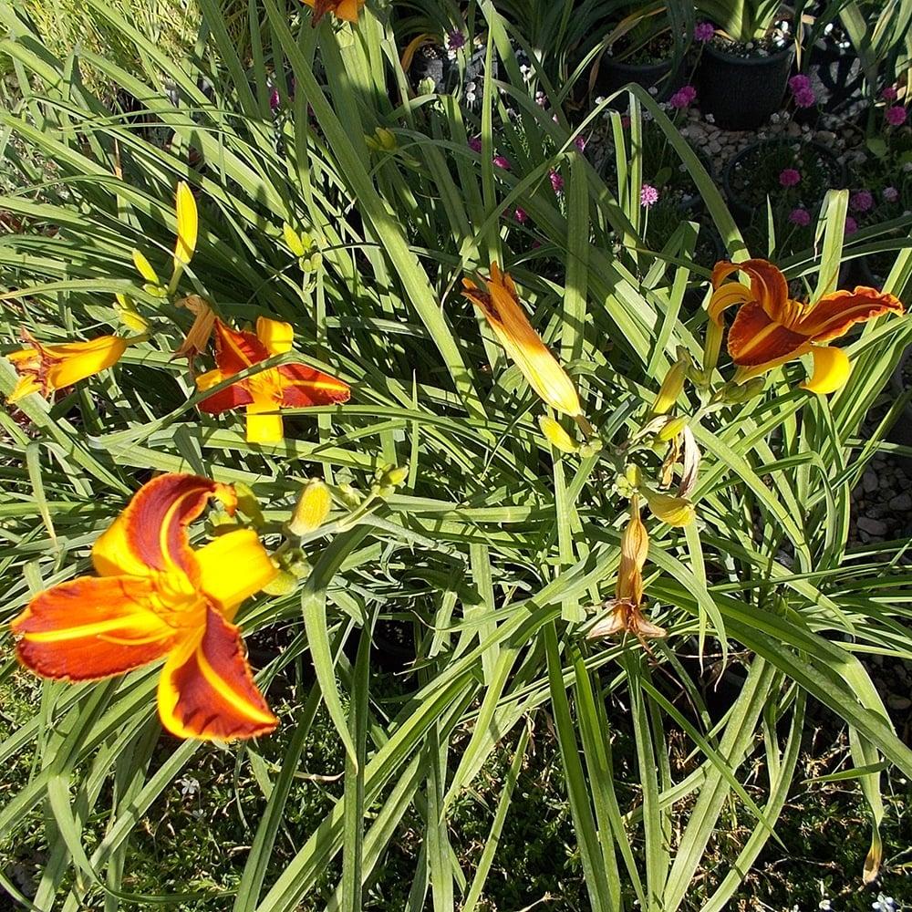 hemerocallis frans hals imerokallis