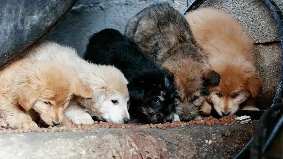 koutavia 1 1200x675 1