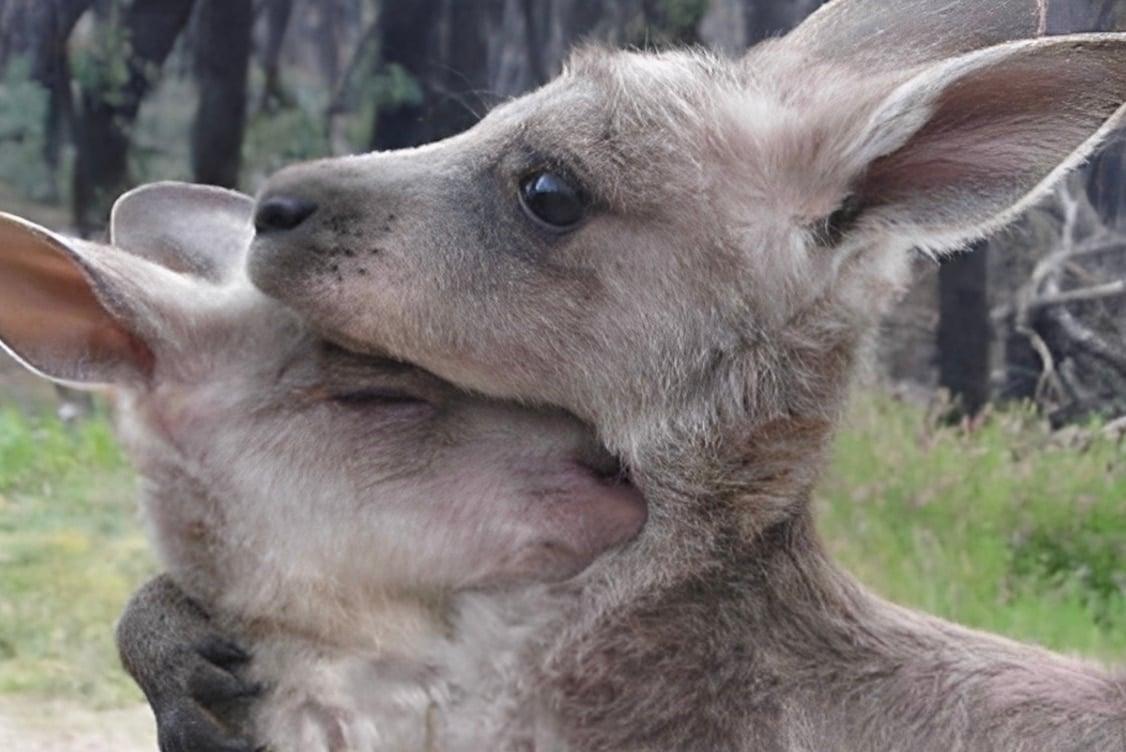Τα ζώα είναι ό,τι μας απέμεινε από τον παράδεισο 1 stigmiotypo othonis 2025 09 08 16.11.56