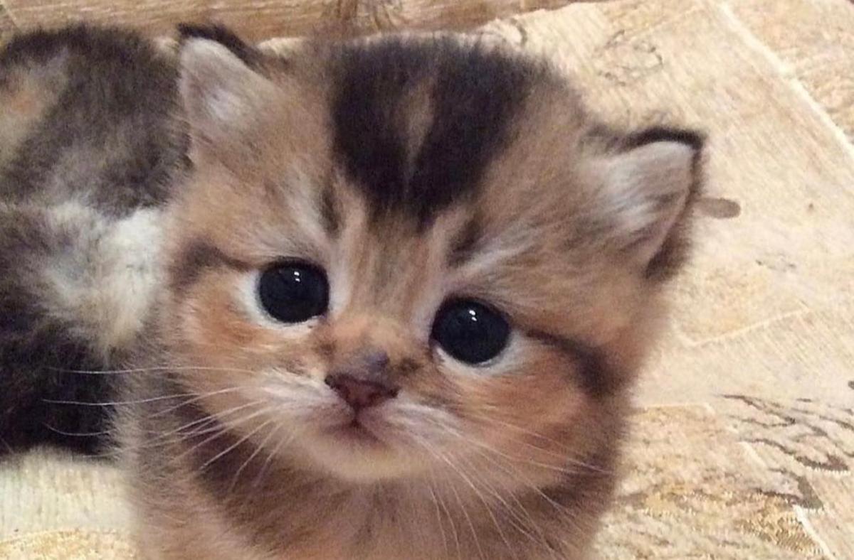 Τα ζώα είναι ό,τι μας απέμεινε από τον παράδεισο 3 stigmiotypo othonis 2025 09 08 16.14.07