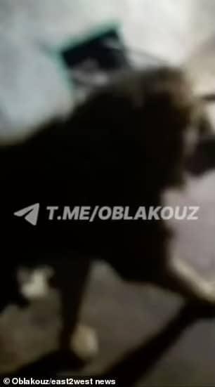 Κατέγραψε τη στιγμή που τον κατασπάραζαν τα λιοντάρια - Προσοχή σκλnρό βίντεο 1 93616425 14239209 image a 32 1735653093611