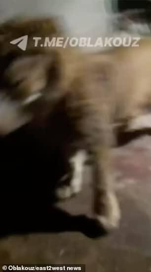 Κατέγραψε τη στιγμή που τον κατασπάραζαν τα λιοντάρια - Προσοχή σκλnρό βίντεο 4 93616431 14239209 image m 31 1735653086805