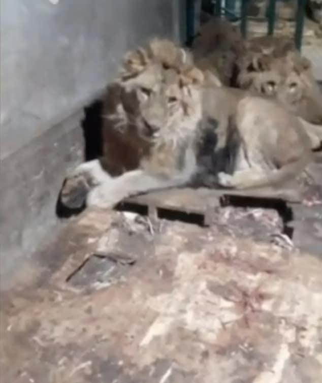Κατέγραψε τη στιγμή που τον κατασπάραζαν τα λιοντάρια - Προσοχή σκλnρό βίντεο 5 93616433 14239209 image m 26 1735653028782