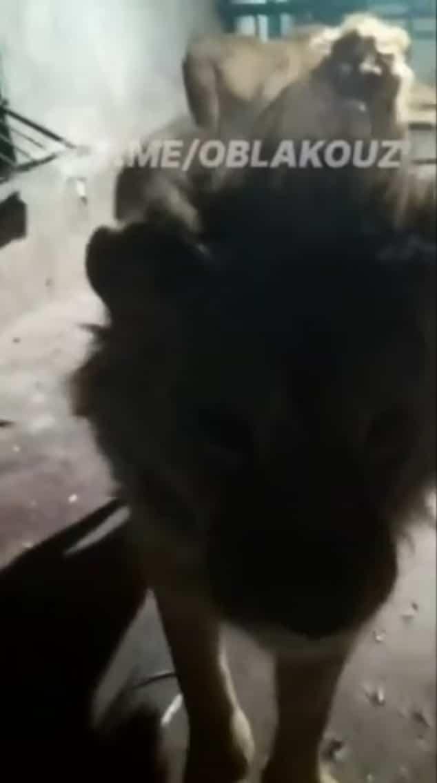 Κατέγραψε τη στιγμή που τον κατασπάραζαν τα λιοντάρια - Προσοχή σκλnρό βίντεο 6 93617389 14239209 image m 36 1735653207132