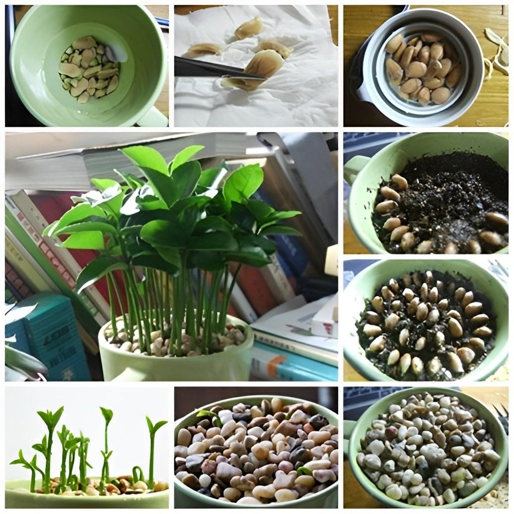 Όταν στύβετε λεμόνια, μην κάνετε το λάθος να πετάξετε τα κουκούτσια: Αξίζουν το βάρος τους σε χρuσάφı όταν χρησιμοποιούνται με αuτόν τον τρόπο 2 111 5