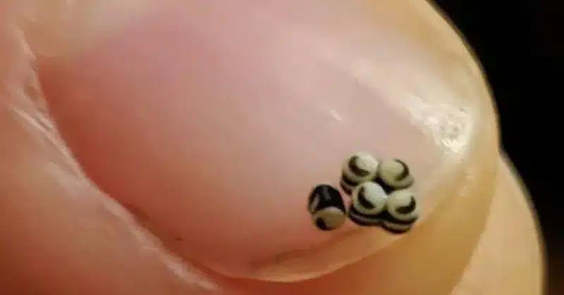 Παραγγείλαμε bzmm