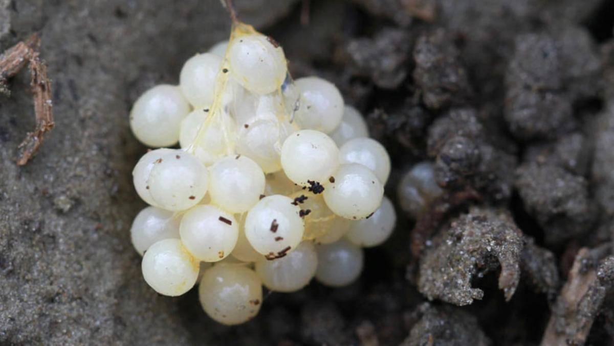 Βρήκα κάτι παράξενο στην αυλή - άσπρες, στρογγυλές μπαλίτσες. Τρομοκρατήθηκα όταν κατάλαβα τι ήταν. 1 stigmiotypo othonis 2025 12 13 22.20.17