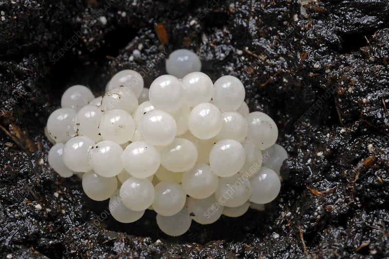 Βρήκα κάτι παράξενο στην αυλή - άσπρες, στρογγυλές μπαλίτσες. Τρομοκρατήθηκα όταν κατάλαβα τι ήταν. 2 c0386935 800px wm