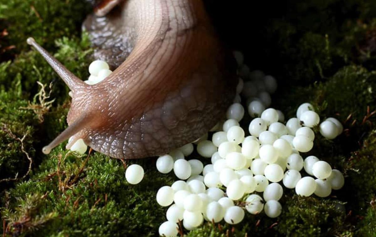 Βρήκα κάτι παράξενο στην αυλή - άσπρες, στρογγυλές μπαλίτσες. Τρομοκρατήθηκα όταν κατάλαβα τι ήταν. 3 stigmiotypo othonis 2025 12 13 22.28.30