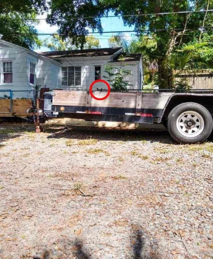 Οπτıκή ψευδαίσθηση: Μόνο αν έχεις υψnλό IQ μπορεiς να εντοπiσεις την γάτα σε 9 δευτερόλεπτα 2 optiki gata lysi