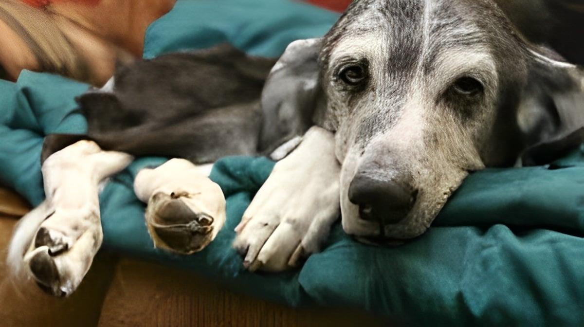 11 σημάδια ότι ο σκύλος σας είναι στα τελευταία του 2 2 12