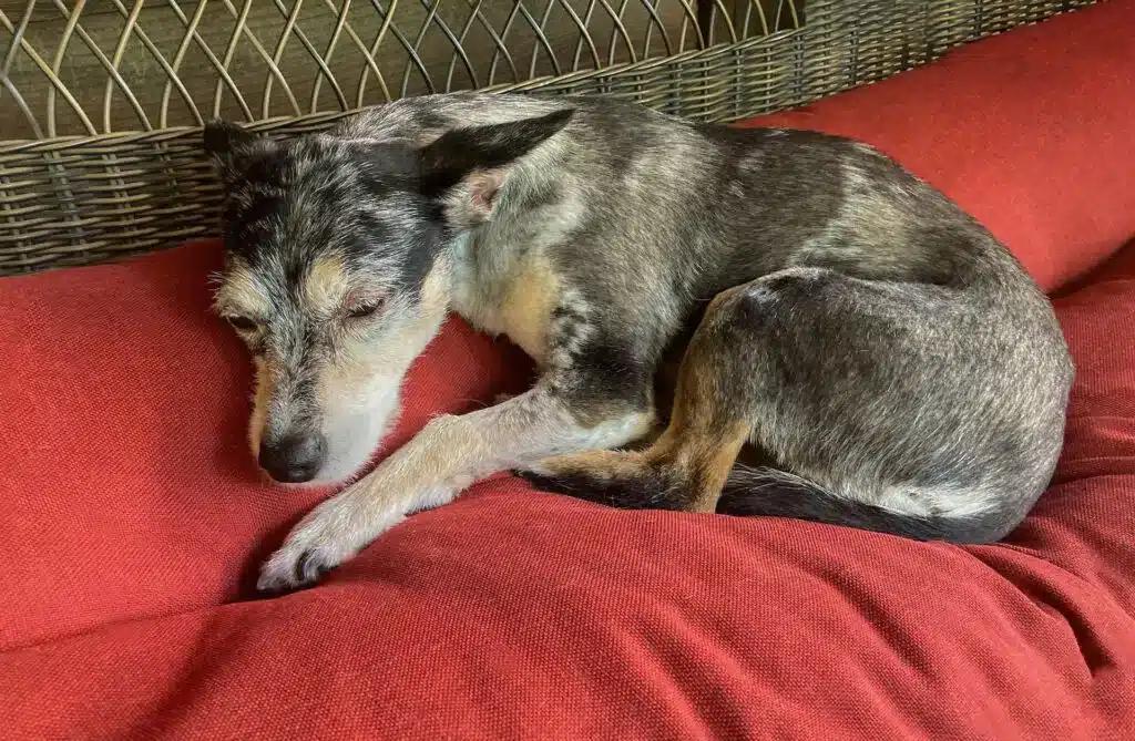 terrier dog resting signs your dog is dying 1024x669 1