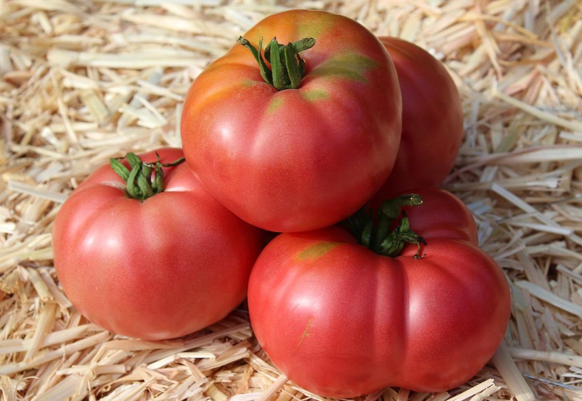 stigmiotypo othonis 2025 10 16 13.49.05