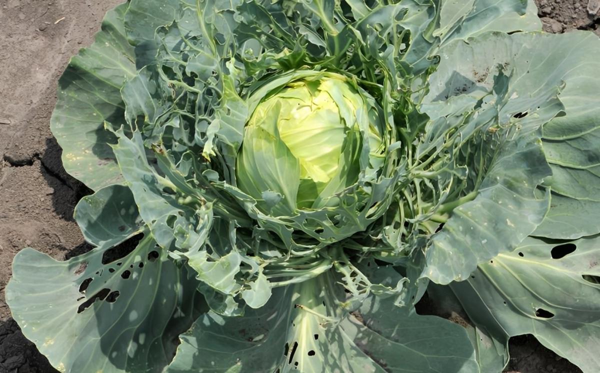 Οι γιατροί αποκαλύπτουν ότι η κατανάλωση λάχανου προκαλεί... 2 333331