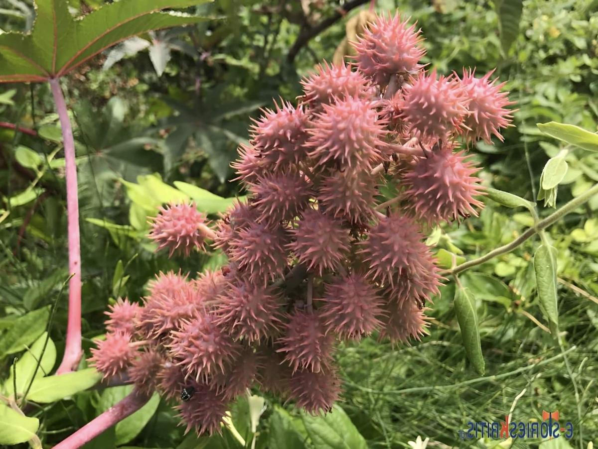 Χρησιμοποιήστε καστορέλαιο πριν πάτε για ύπνο και θα εκπλαγείτε με το τι συμβαίνει 3 stigmiotypo othonis 2025 05 09 23.51.39