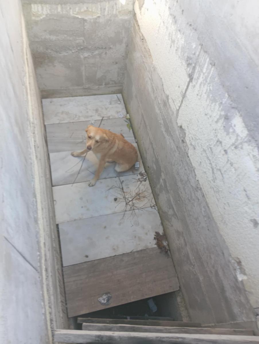 Σκύλος βρέθηκε μέσα σε ανοιχτό τάφο – «Ντροπή σας», ξεσπά ο άνδρας που τον έσωσε 2 600385568 25255484320819487 263159795595734590 n