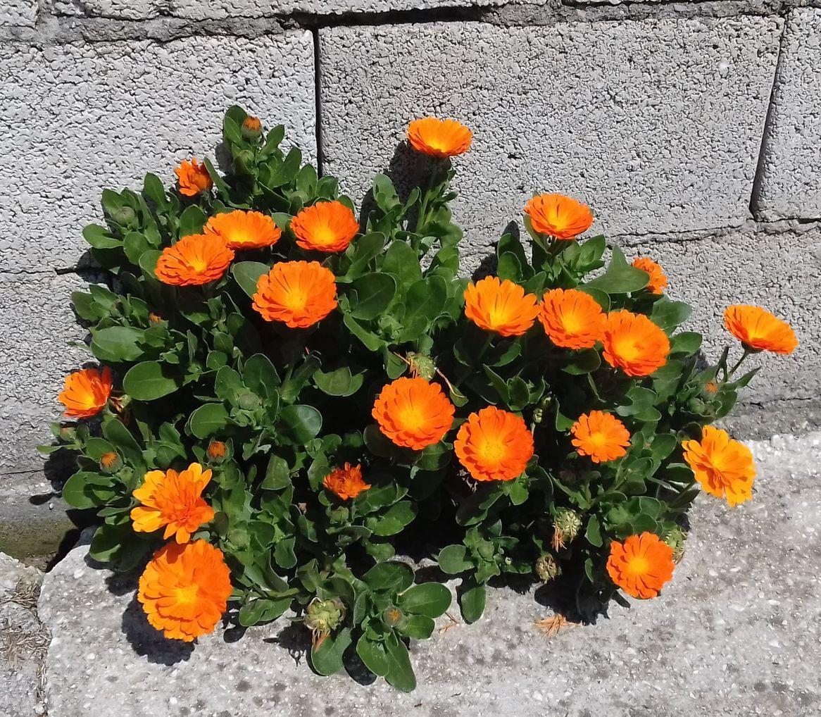 Το λουλούδι που αντιστοιχεί στο μήνα που γεννήθηκες και τι συμβολίζει 6 kalentoyla peliti