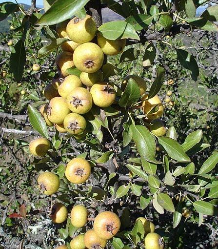 Αuτό είναι το ξεχασμένο δέντρο που μεγάλωσε πολλές γενιές – Γιατί εξαφανίστηκε 3 34dc45175e7b7e518d3f7a58b6008f86