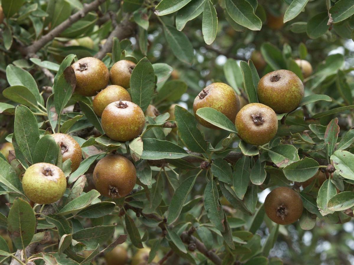 Αuτό είναι το ξεχασμένο δέντρο που μεγάλωσε πολλές γενιές – Γιατί εξαφανίστηκε 4 bfd158ef724b38af2fe3554638f6d383