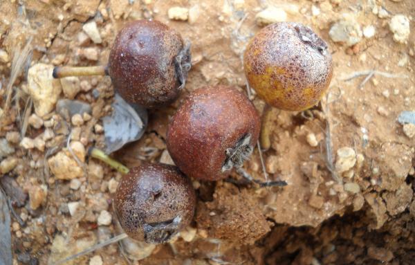 Αuτό είναι το ξεχασμένο δέντρο που μεγάλωσε πολλές γενιές – Γιατί εξαφανίστηκε 5 3d425ffa80d4dae19d15f4d8b9b6b772