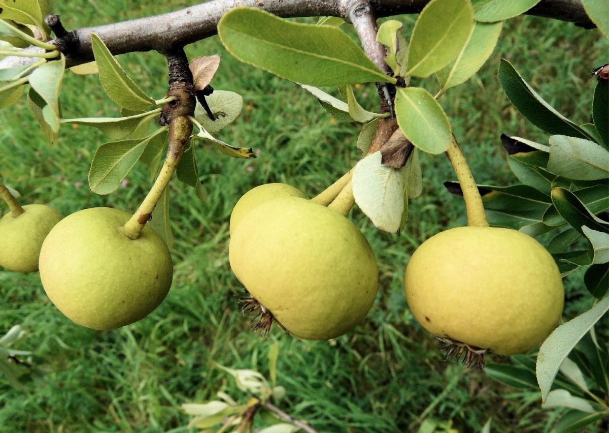 Αuτό είναι το ξεχασμένο δέντρο που μεγάλωσε πολλές γενιές – Γιατί εξαφανίστηκε 6 cbab677d4fc6f71a1a63aea49643f37c