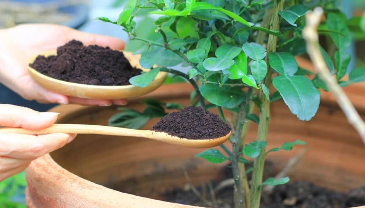 stigmiotypo othonis 2025 12 22 03.17.45