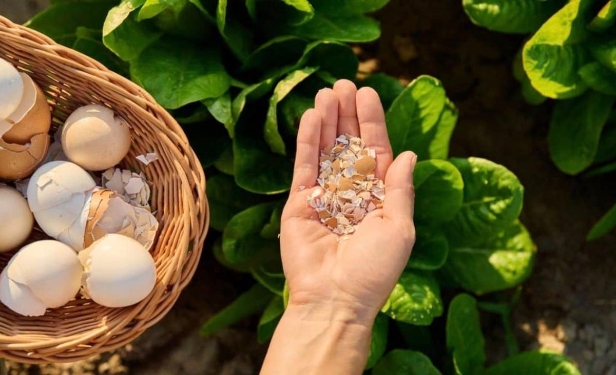 stigmiotypo othonis 2025 12 22 03.18.29