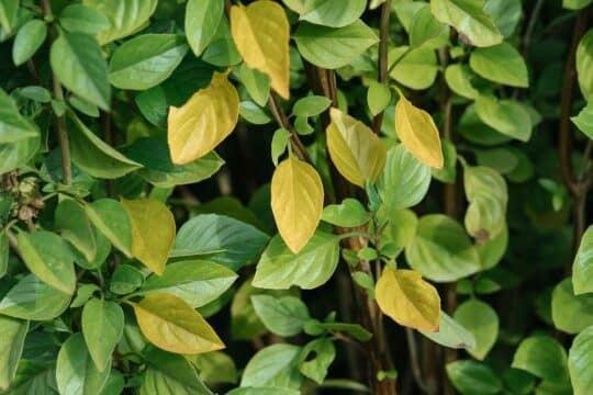 Κάψτε mistikakipou