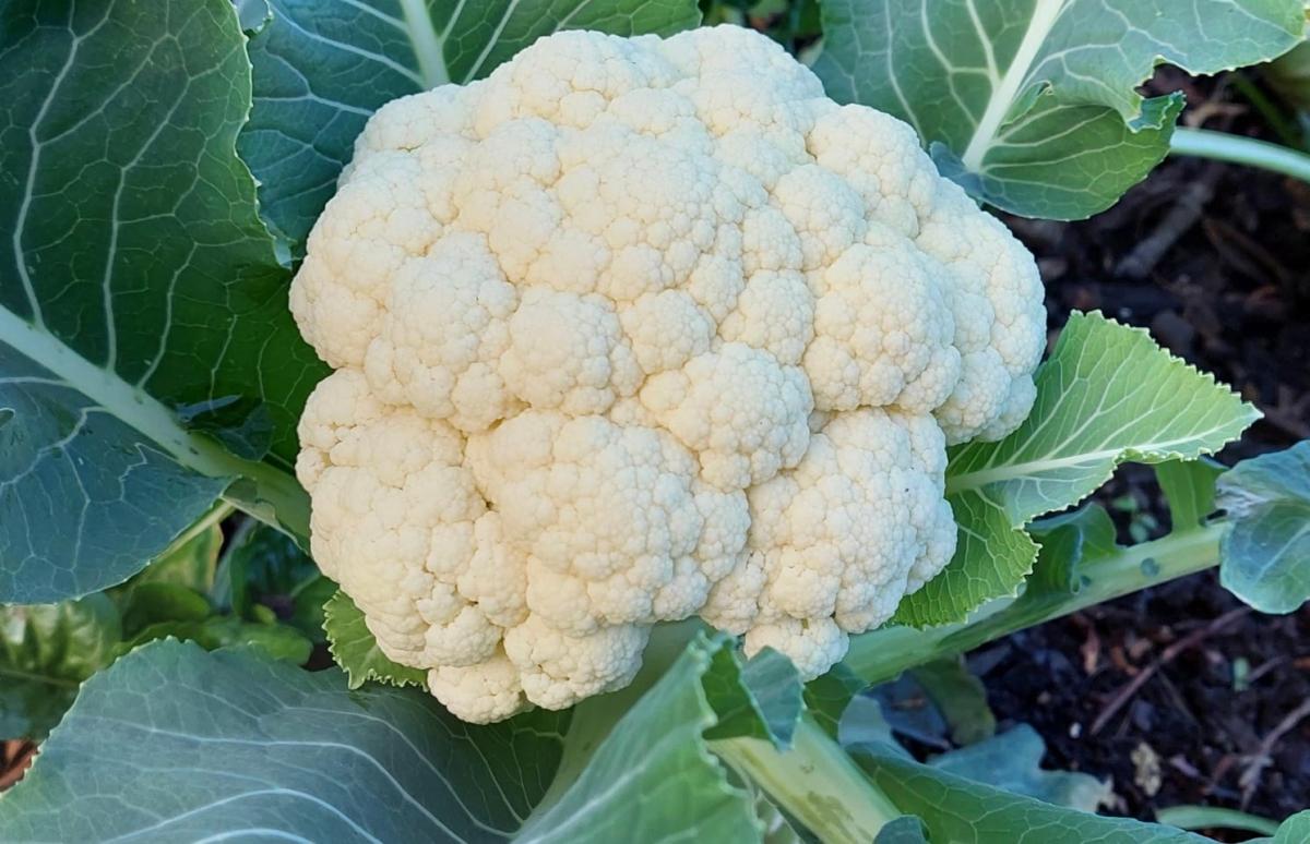 stigmiotypo othonis 2025 11 04 01.08.01