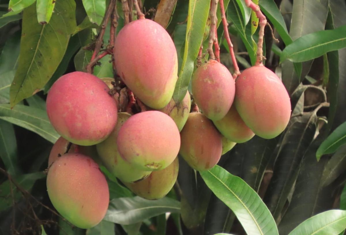 stigmiotypo othonis 2025 07 10 21.06.27