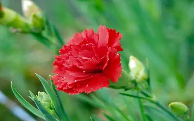 elaia aitheria elaia 462 919