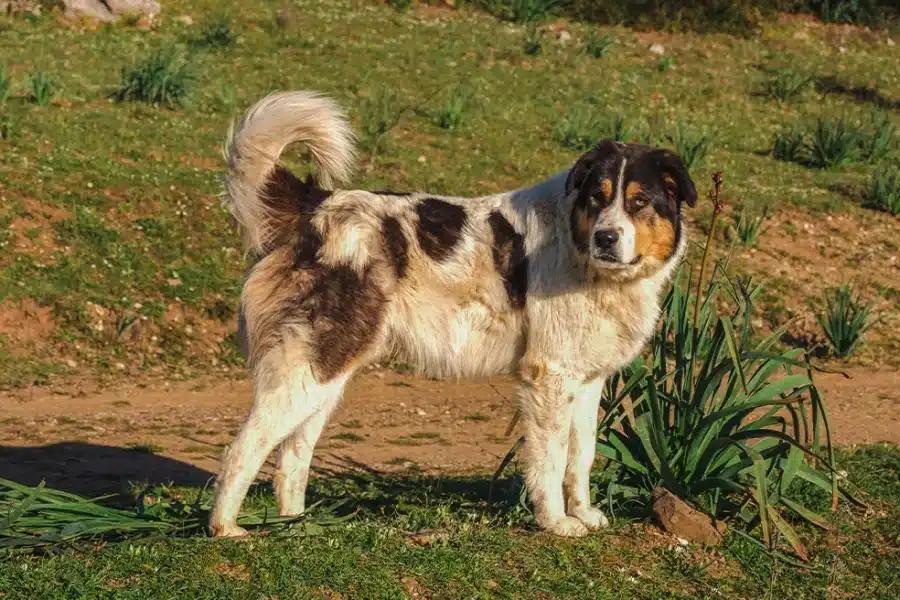 tsopanoskylo xrm 900x600 1