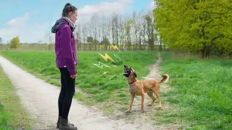 Γιατί τα σκυλιά γαβγίζουν και δαγκώνουν μερικούς ανθρώπους και όχι άλλους; Υπάρχει πάντα ένας λόγος! 1 mali bellt 768x432 1