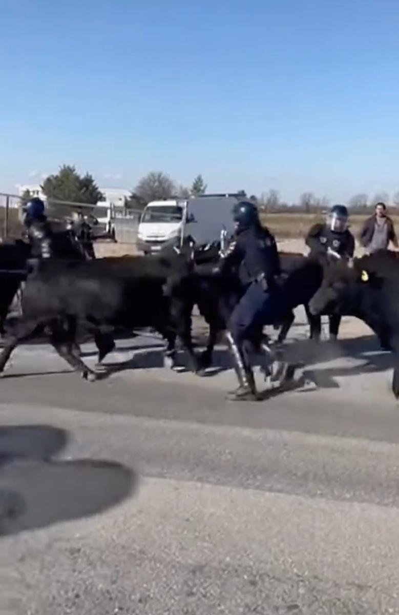 Γάλλοι αγρότες εξαπολύουν ταύρους εναντίον πάνοπλων αστυνομικών και κοπριά σε περιπολικά 3 stigmiotypo othonis 2026 01 10 17.12.23